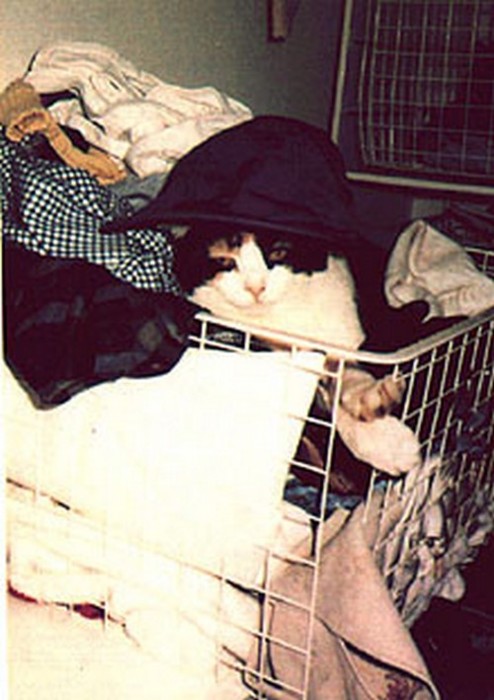 Freddie Mercury's cat, Delilah.