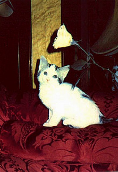 Freddie Mercury's cat, Lily.