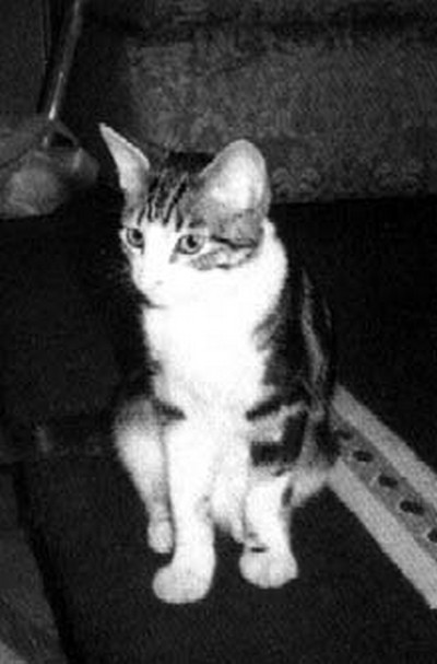 Freddie Mercury's cat, Romeo.