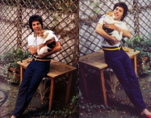 Another of Freddie Mercury's cats.